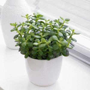 Air Purifying Live Indoor Good Luck Jade Plant For Living Room, Bedroom, Table Decor, Home/Office Decor, Birthday Gift, Anniversary Gift, Environment Day Gift.....