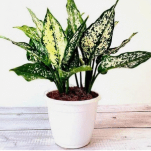 Snow White Indoor Plant Hybrid Organic – Aglaonema Snow White (Chinese Evergreen)
